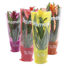 Bromelia
